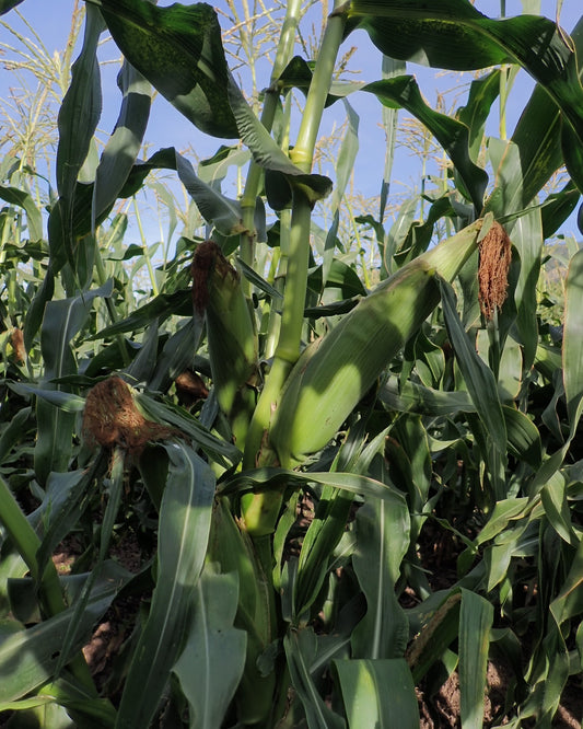 One dozen fresh Soda Creek Corn - pick up 30 Aug